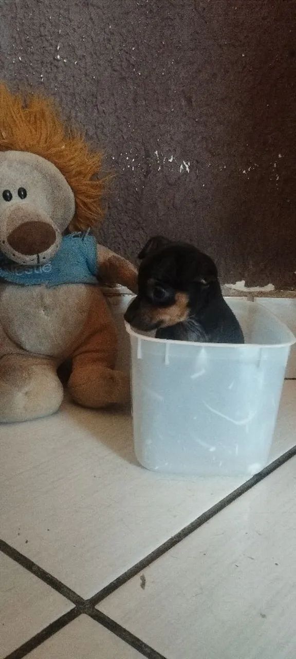 Pinscher miniatura  - Foto 2
