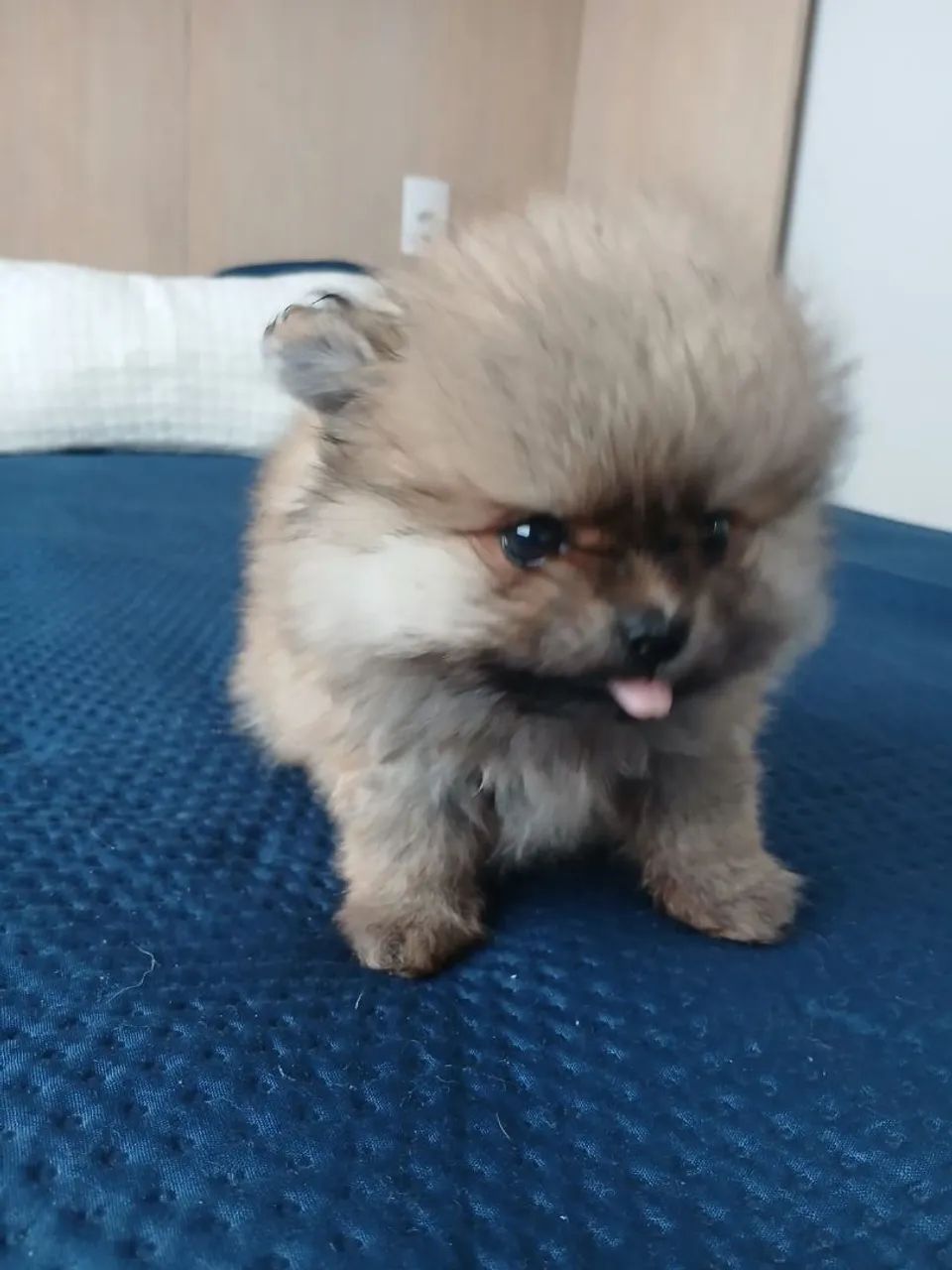 Spitz Alemão