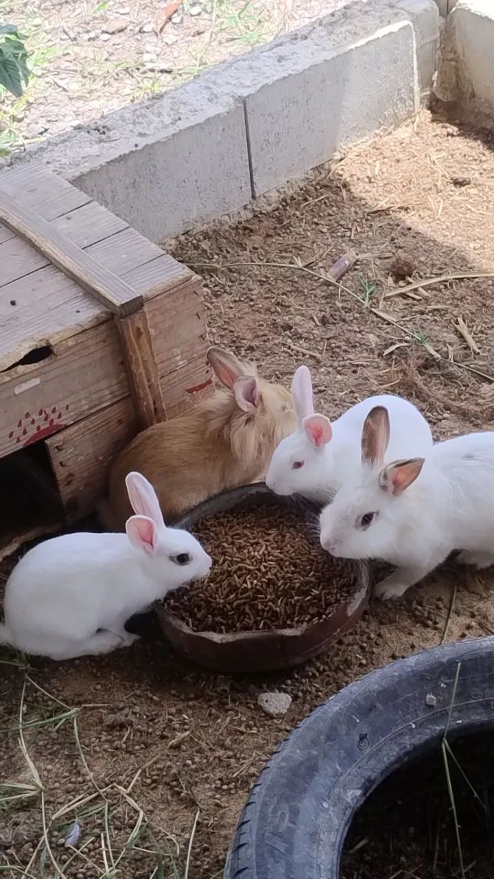 Vendo Coelhos excelentes pets