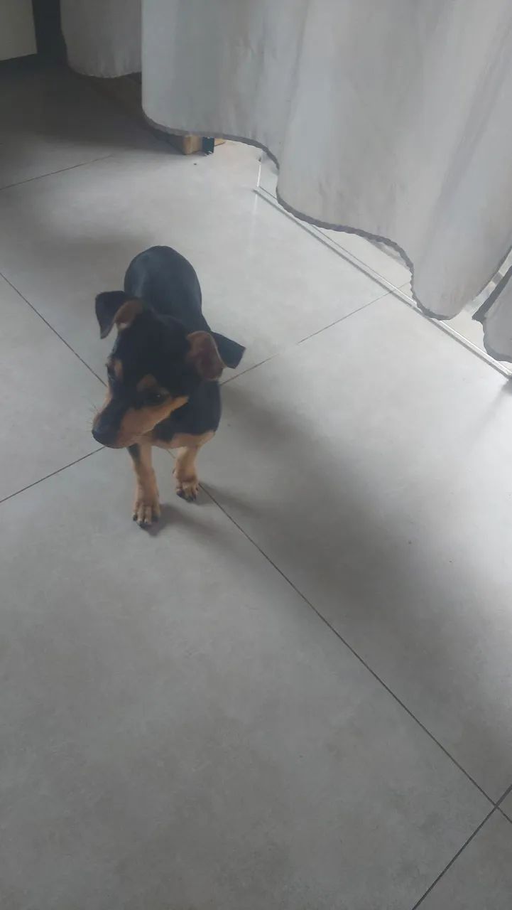 Fêmea de pinscher 1 original com 3 meses  - Foto 2