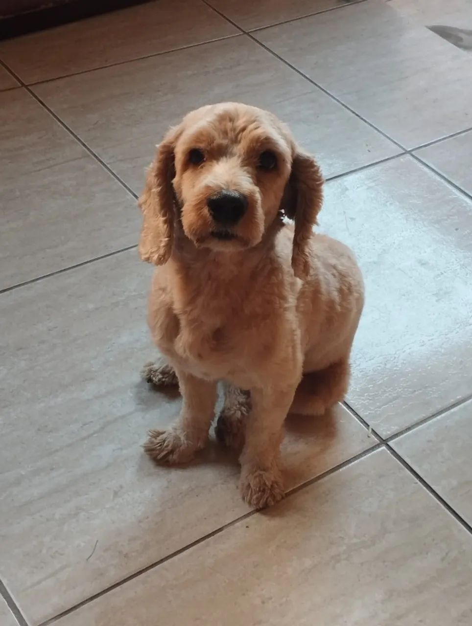 procura-se cachorro - Foto 2