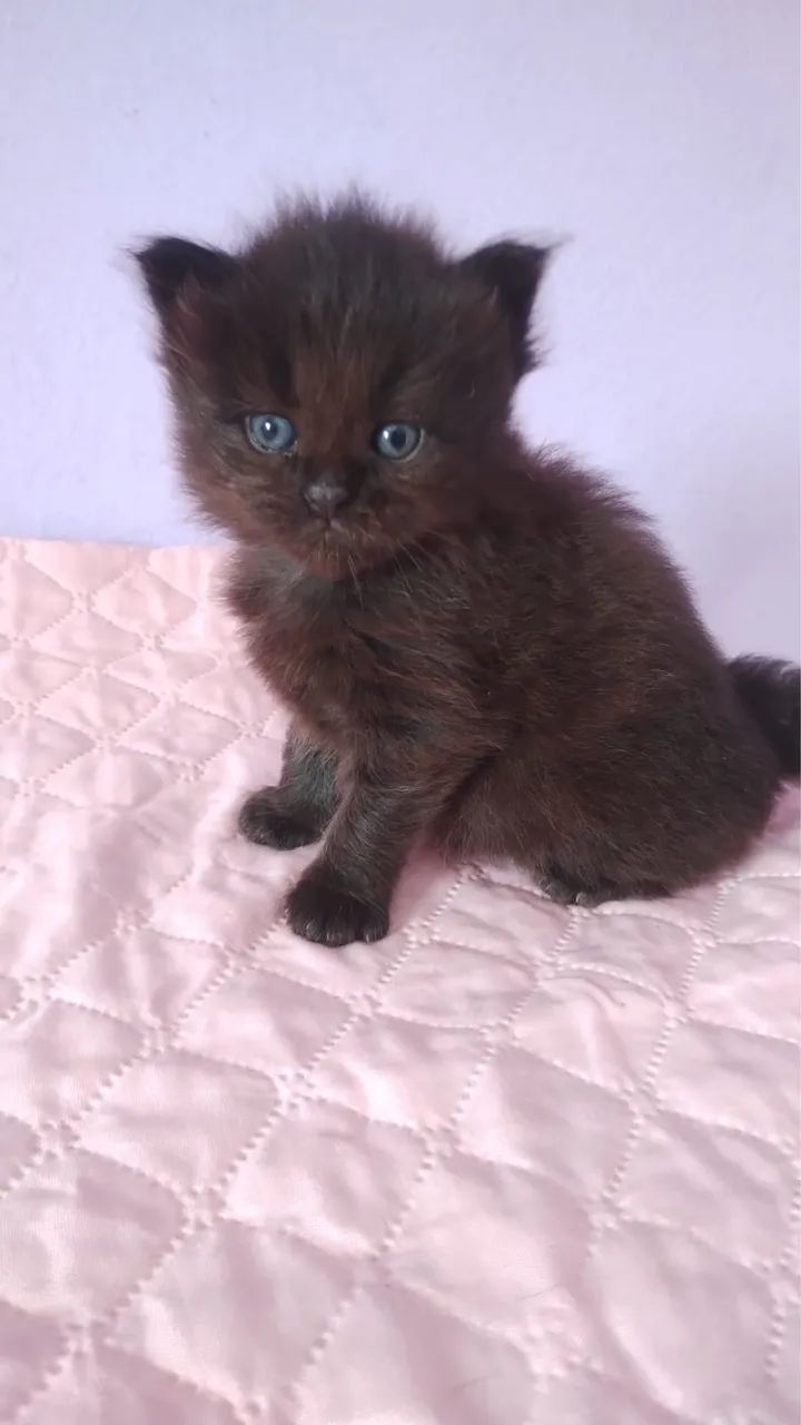 Maine coon  - Foto 4