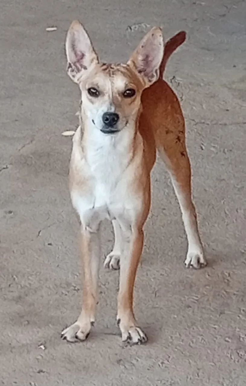 ADOÇÃO DE CACHORRO