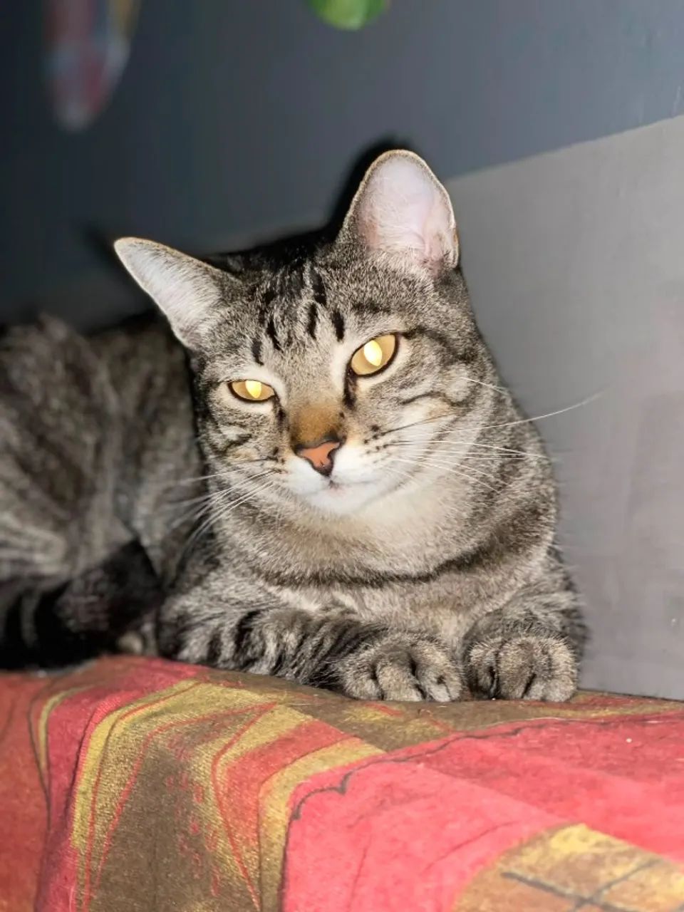 Gatos para adoção  - Foto 3
