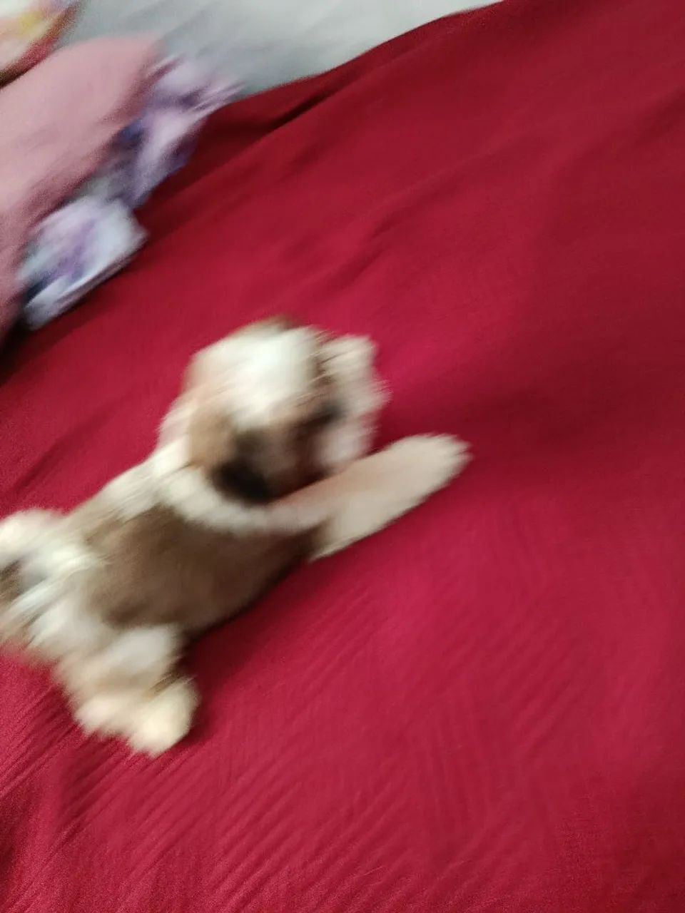 Filhotes de shitzu  - Foto 2