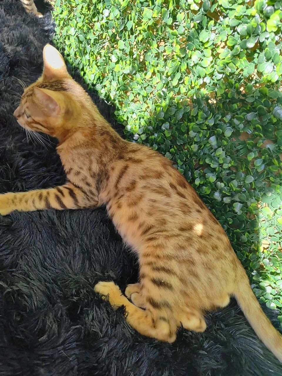 Gato Bengal  - Foto 2
