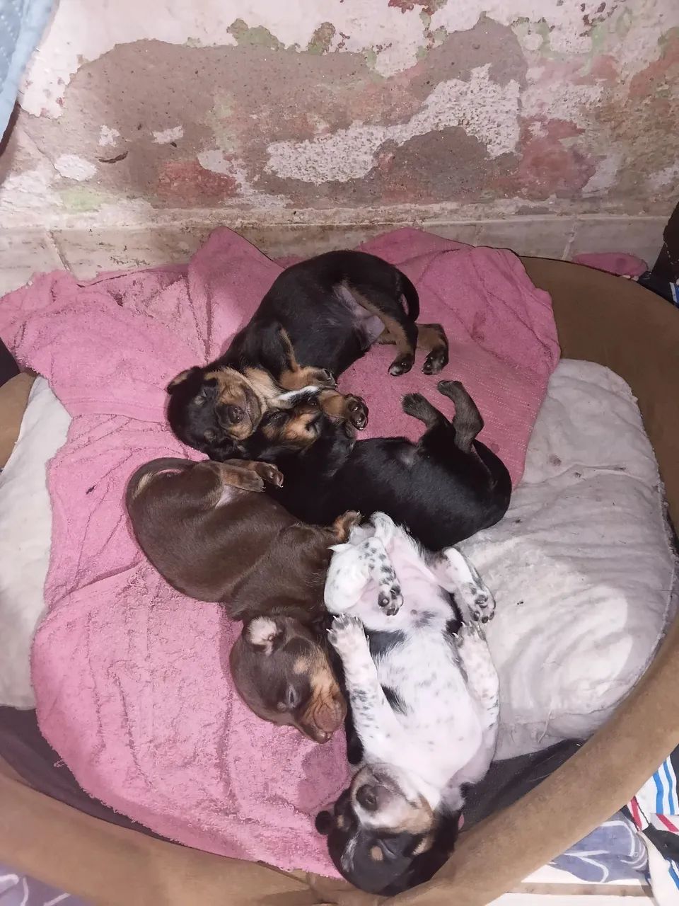 Vendo 4 filhotes femias  - Foto 2