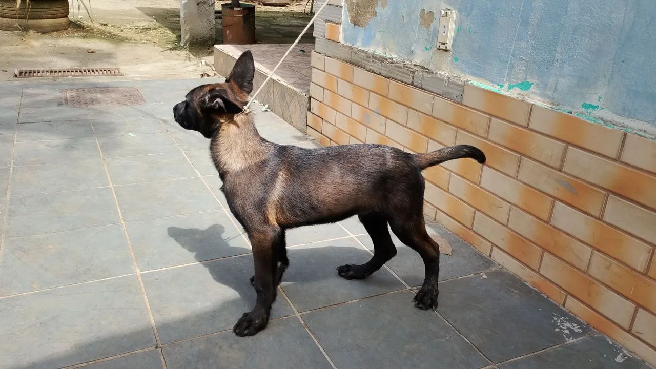 Pastor malinois  - Foto 4