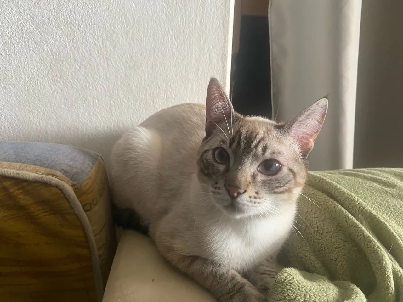 Doa-se gato persa - Foto 2