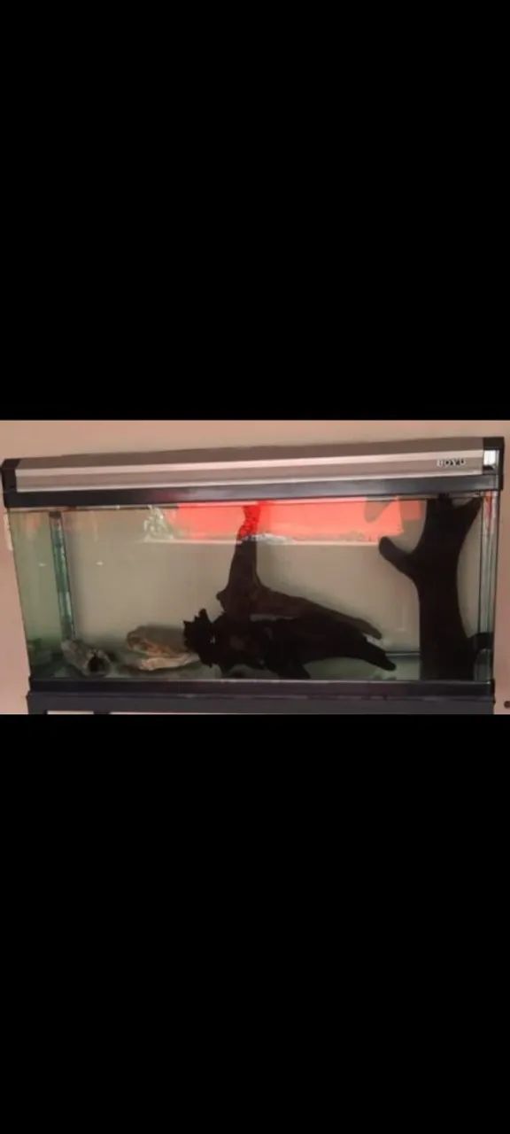 Aquario Boyu Ae 120 246 Litro Champanhe  vidro curvo
