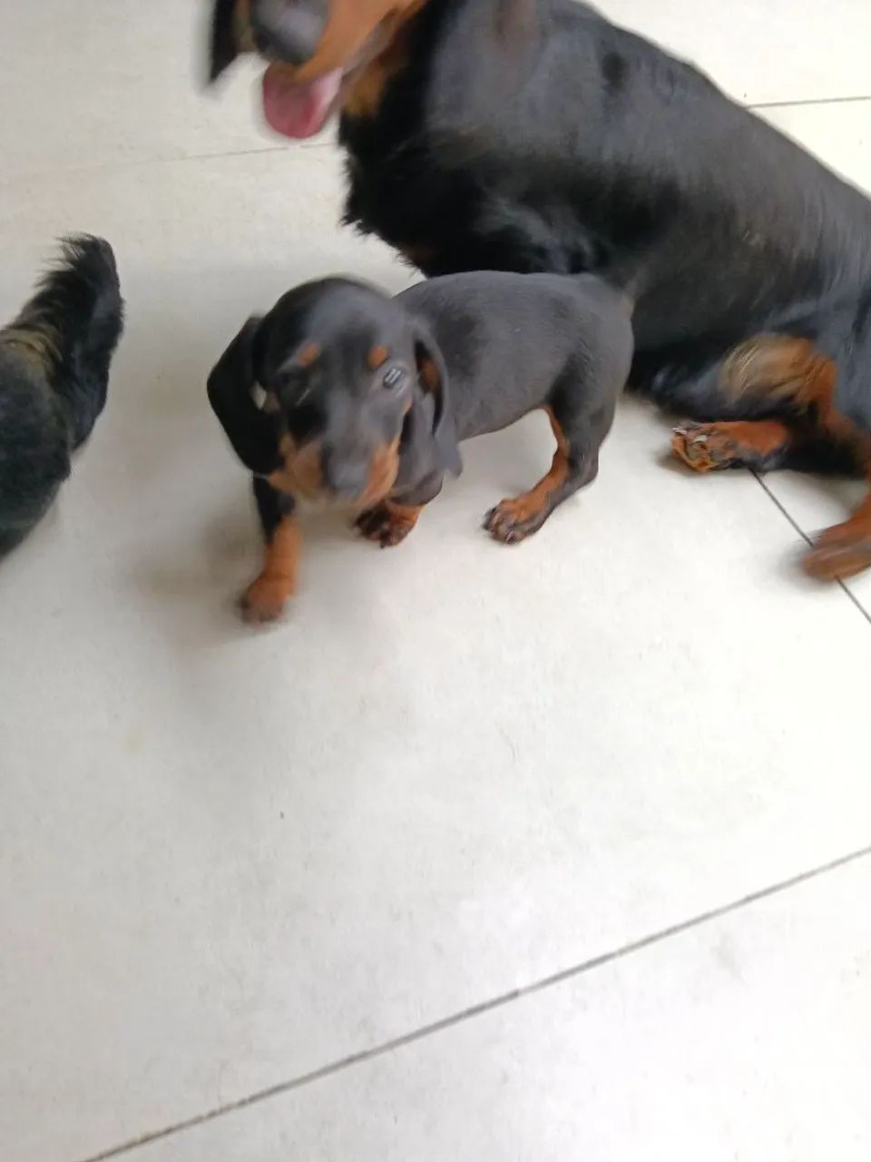 Dachshund Black Tan macho  - Foto 3