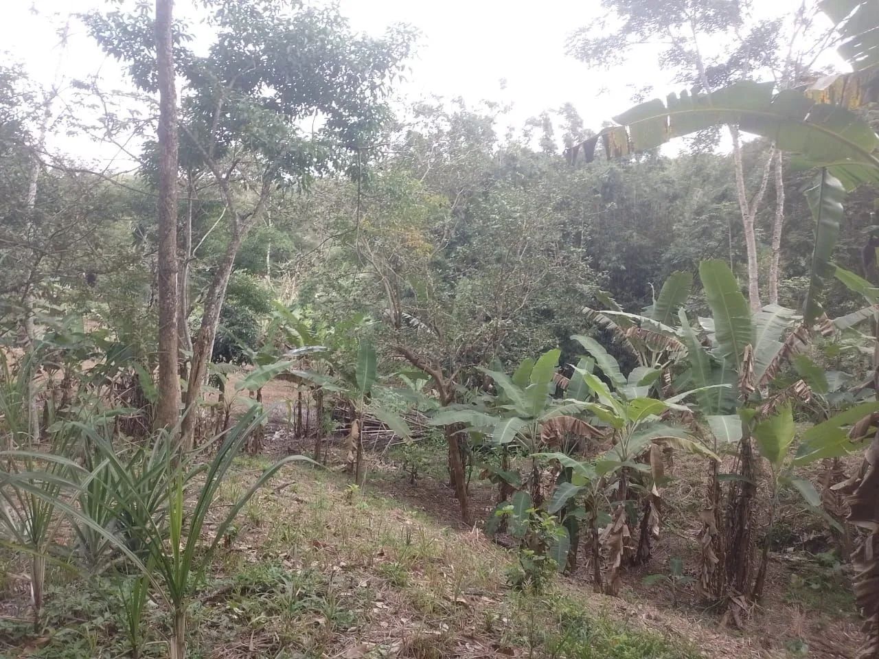 Vendo sítio em Jaceruba - Foto 3