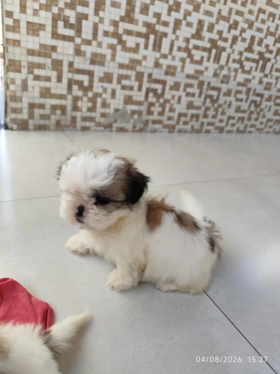 FILHOTES DE SHIHTZU  - Foto 2
