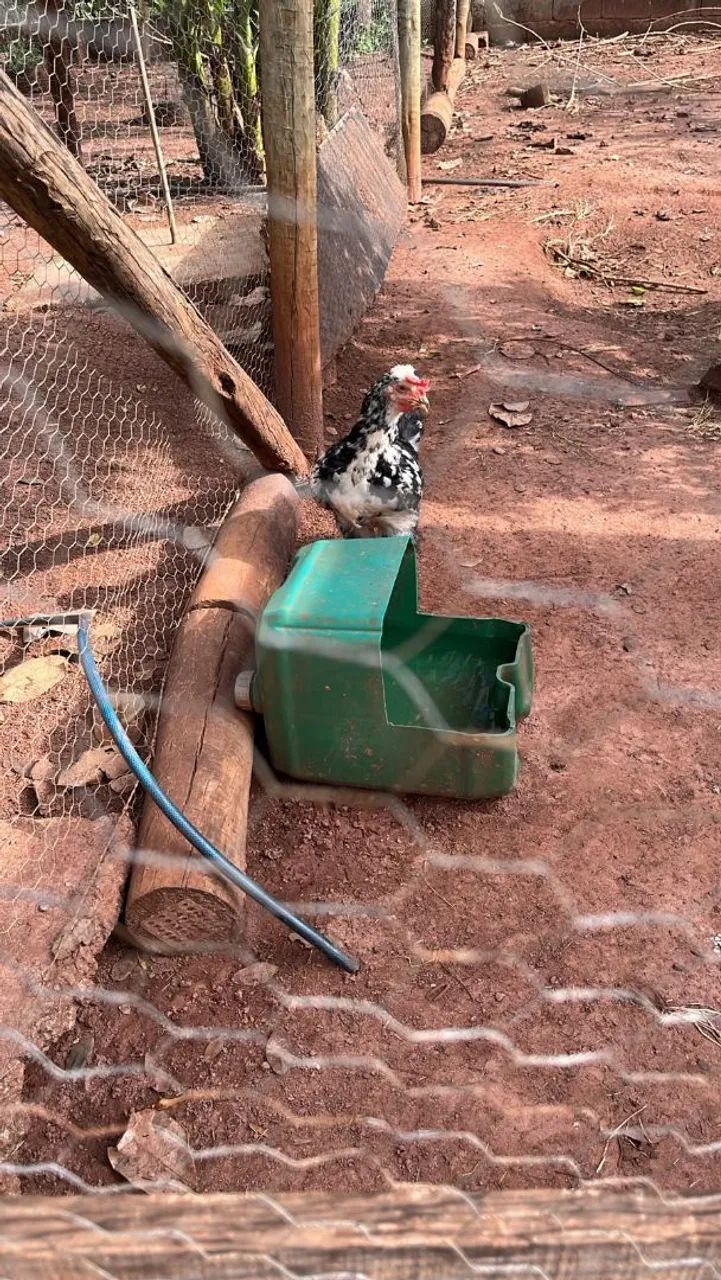 Animais e ovos - Foto 5