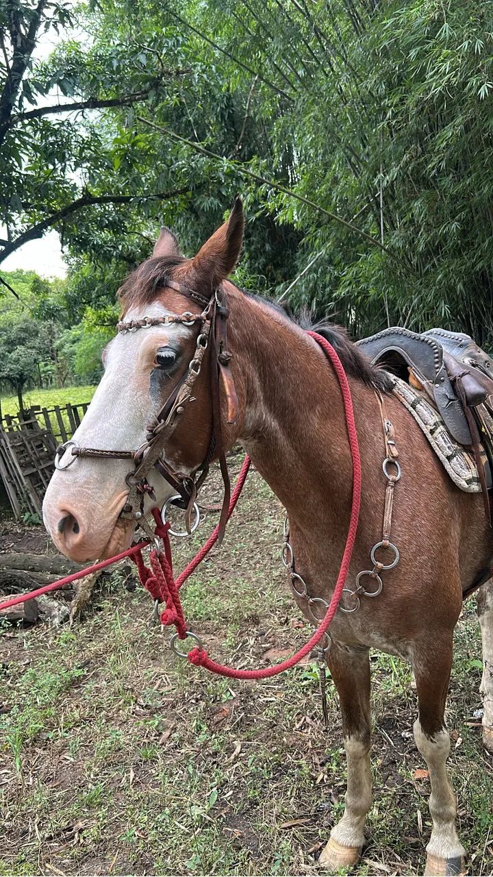 Cavalo marchador a venda  - Foto 3