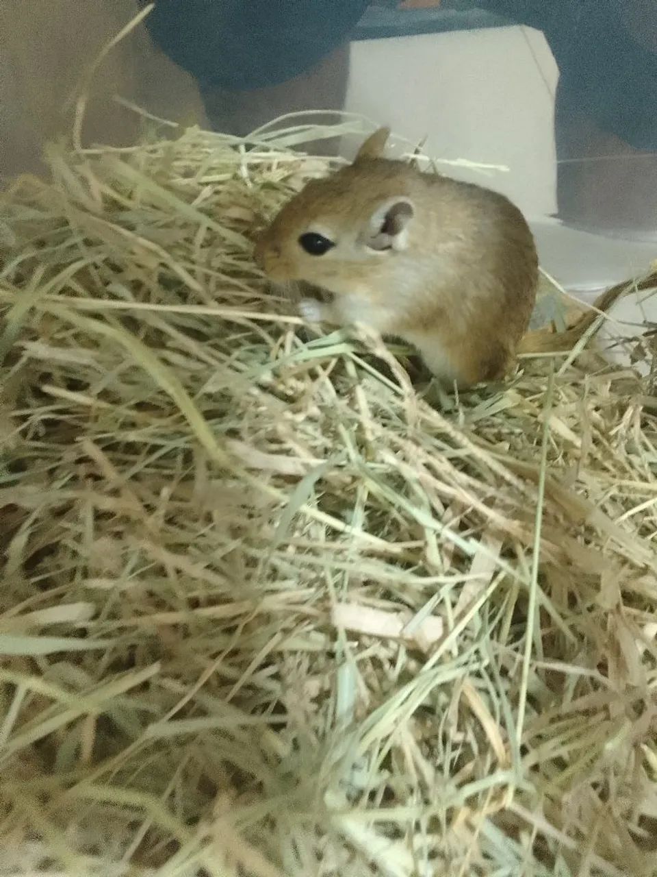 Esquilos Mongólia Gerbil  - Foto 2