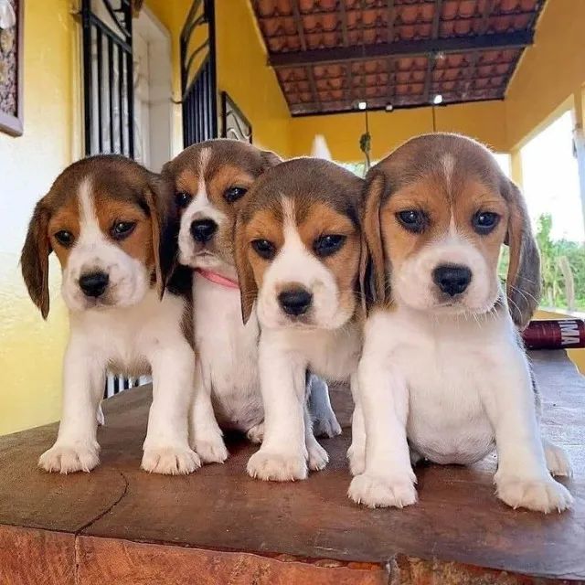 Beagle Inteligente, dócil e muito brincalhão.