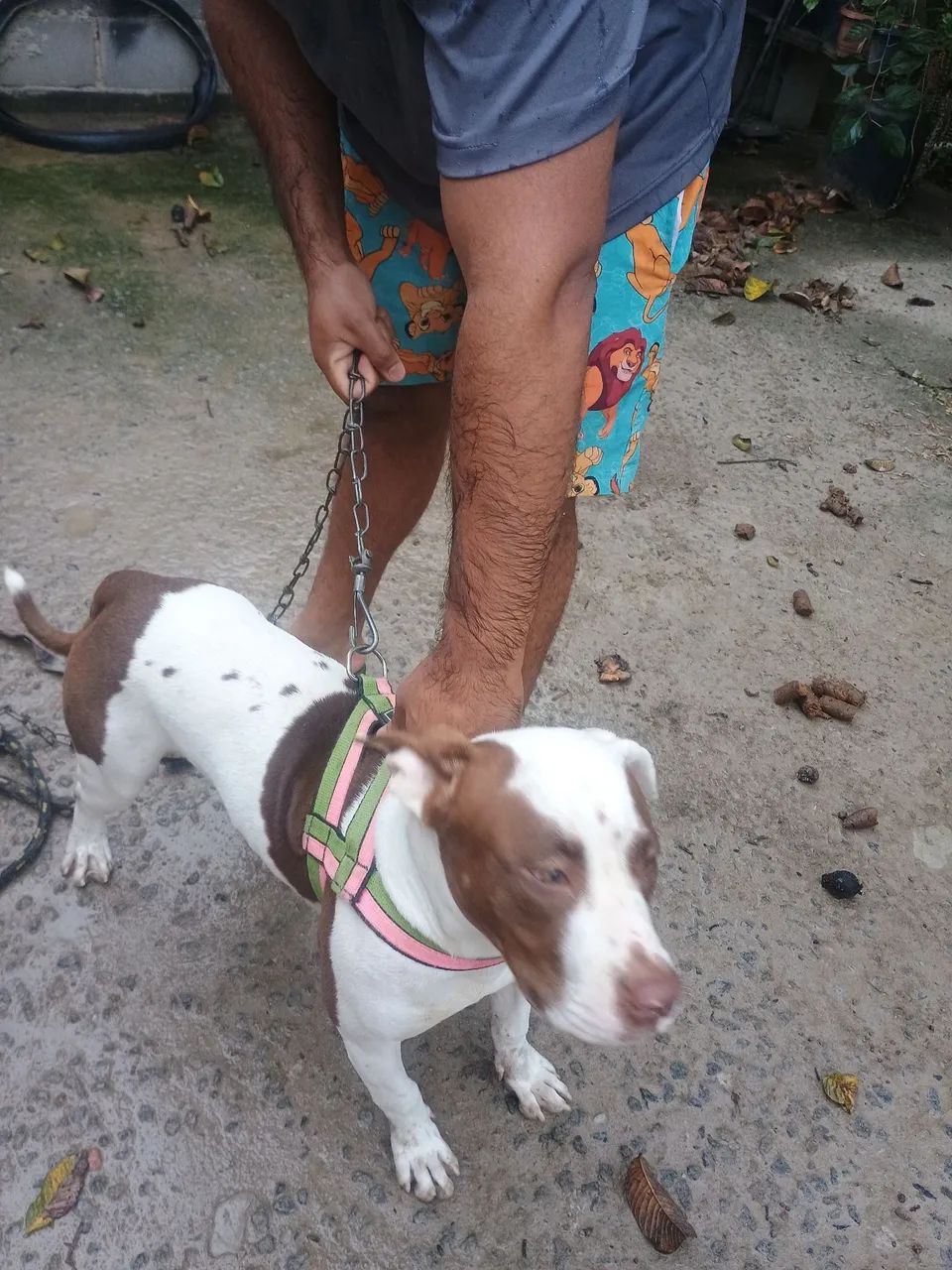 Pit bull