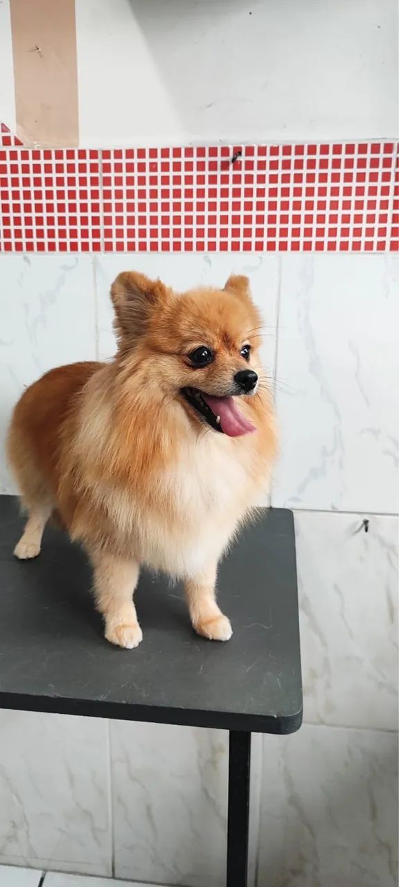 Filhotes de Spitz Alemão Anão Macho - Foto 3