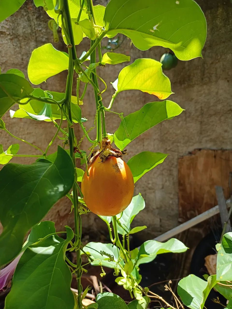 Vendo munda de maracujá doce - Foto 4