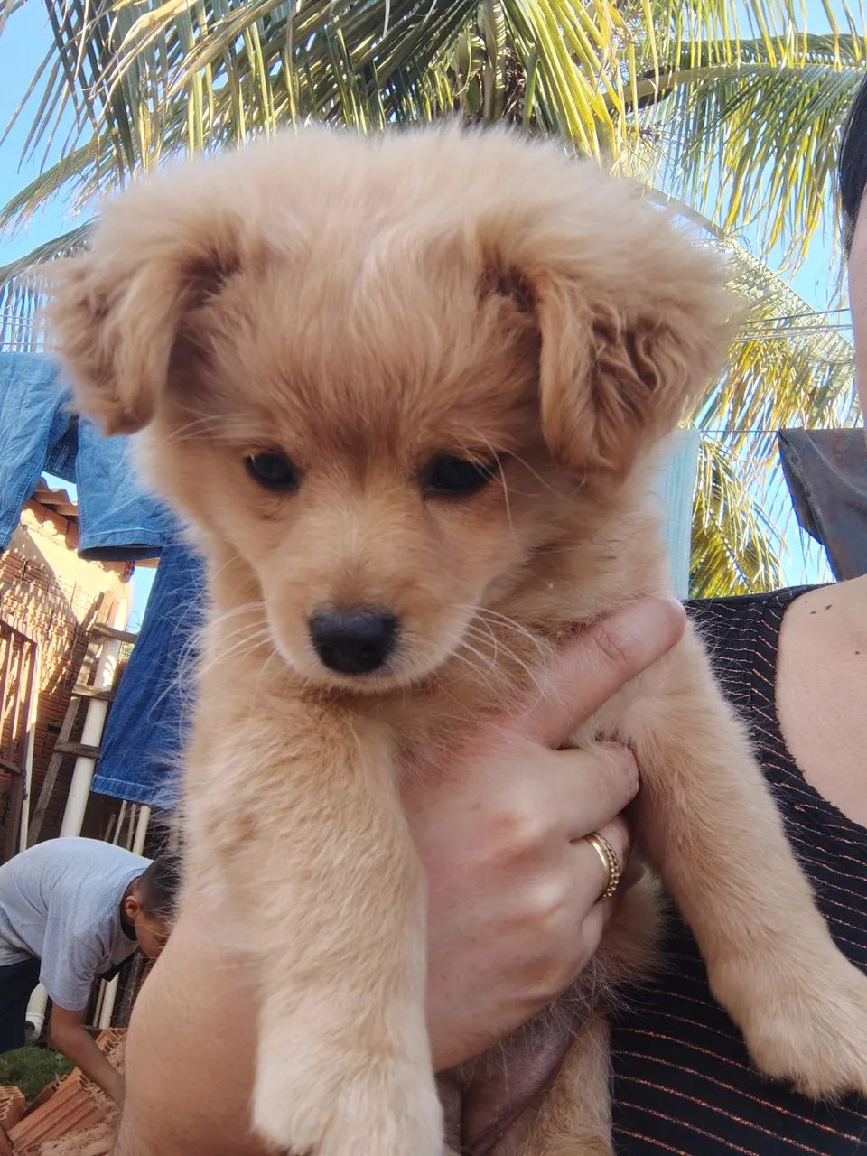 Cachorro filhote - Foto 4