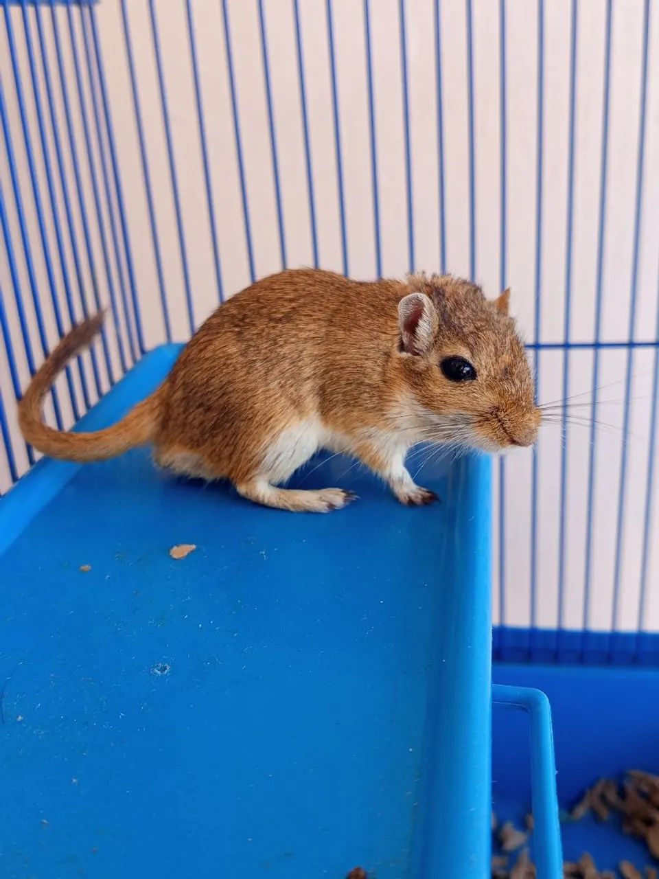 Gerbil