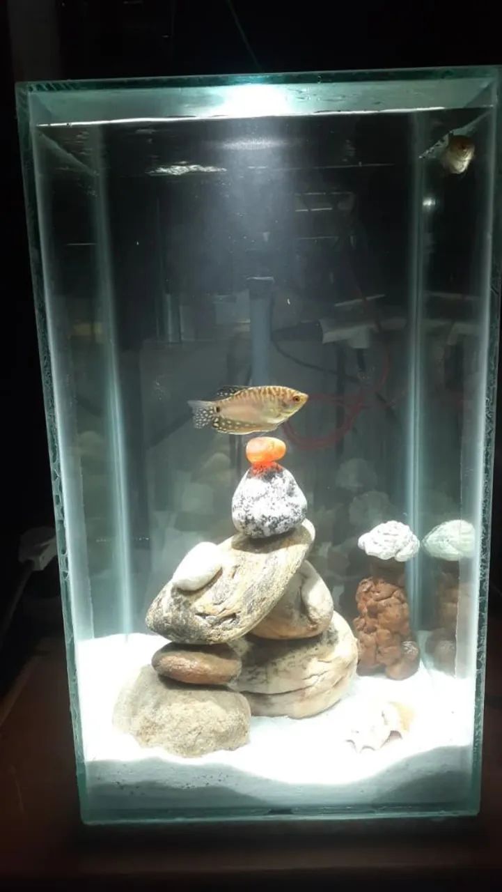 Aquario 30 litros 26x26x45
