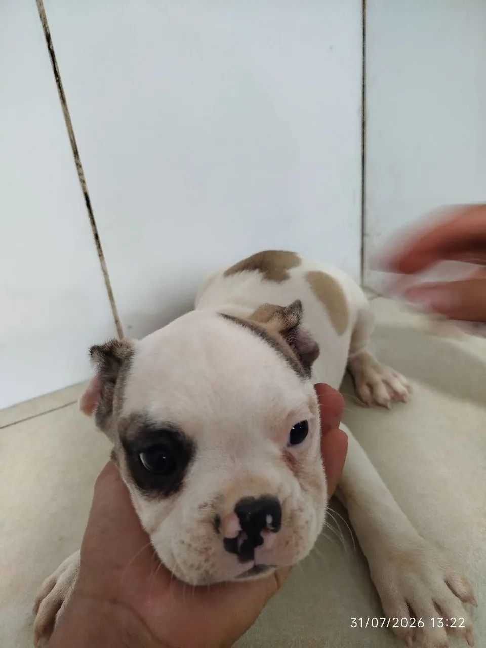 Bulldog francês 