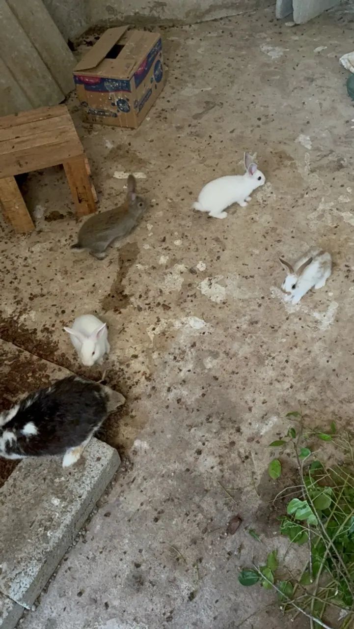 Coelhos  - Foto 3