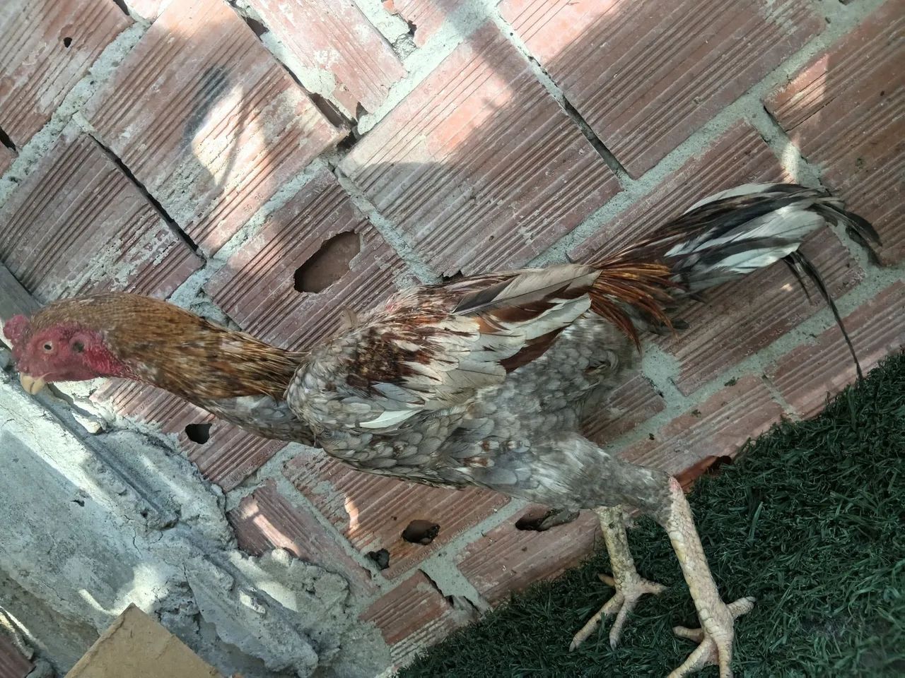Frango indiano - Foto 4