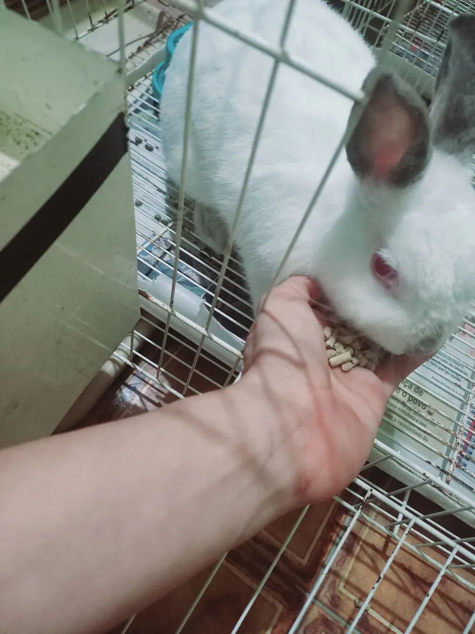 Coelhos anão netherland dwarf Menor raça do mundo - Foto 3