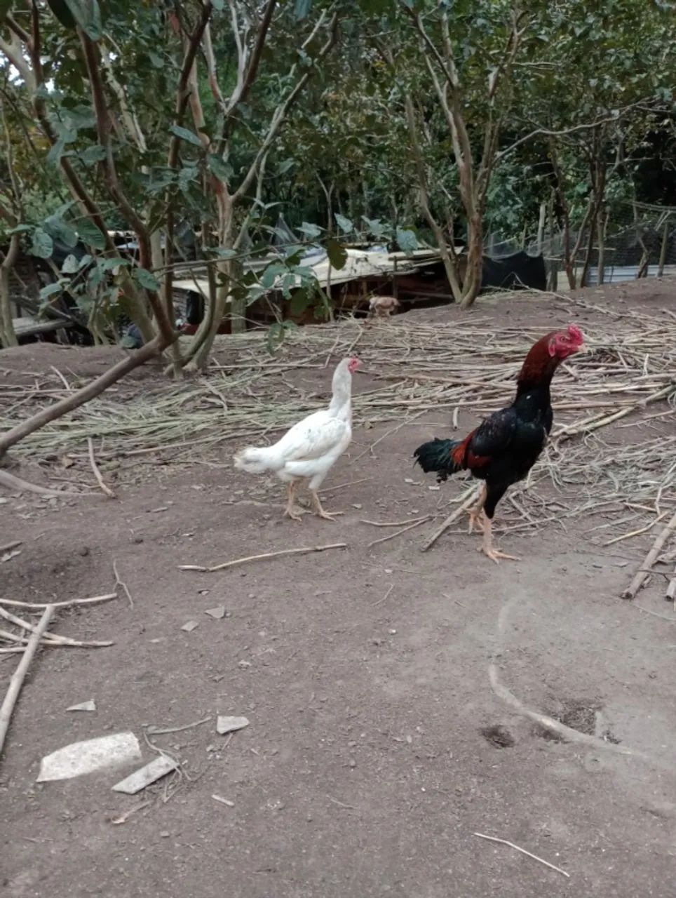 Frango e franga Indio