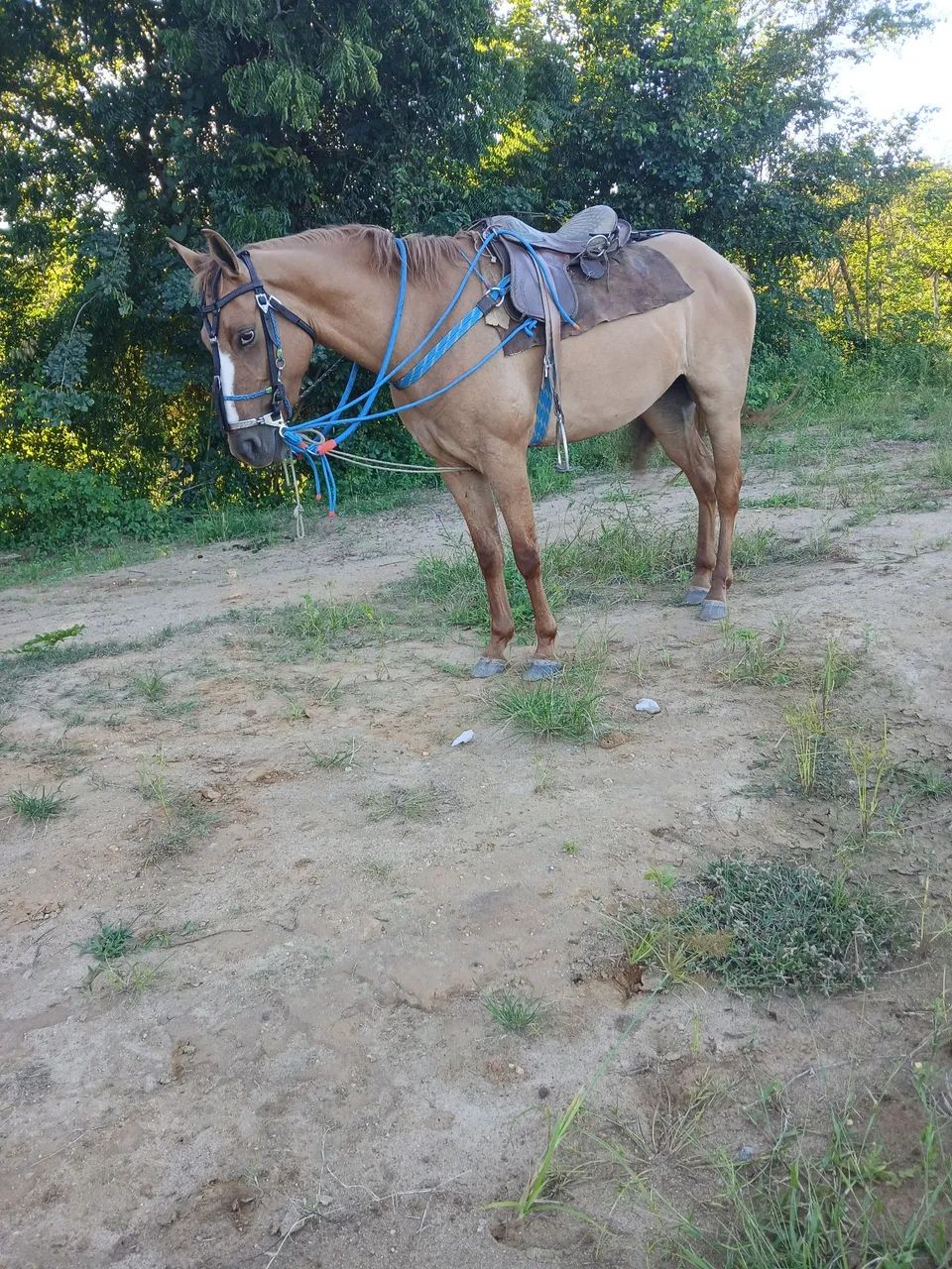 Vendo potra - Foto 4