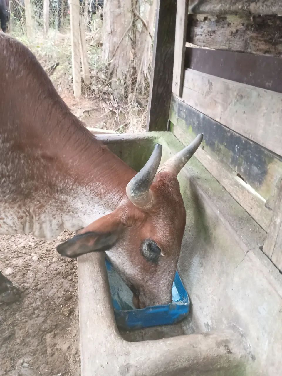 Vacas  - Foto 6