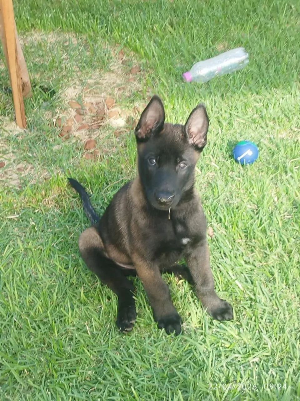Filhotes pastor belga malinois  - Foto 2