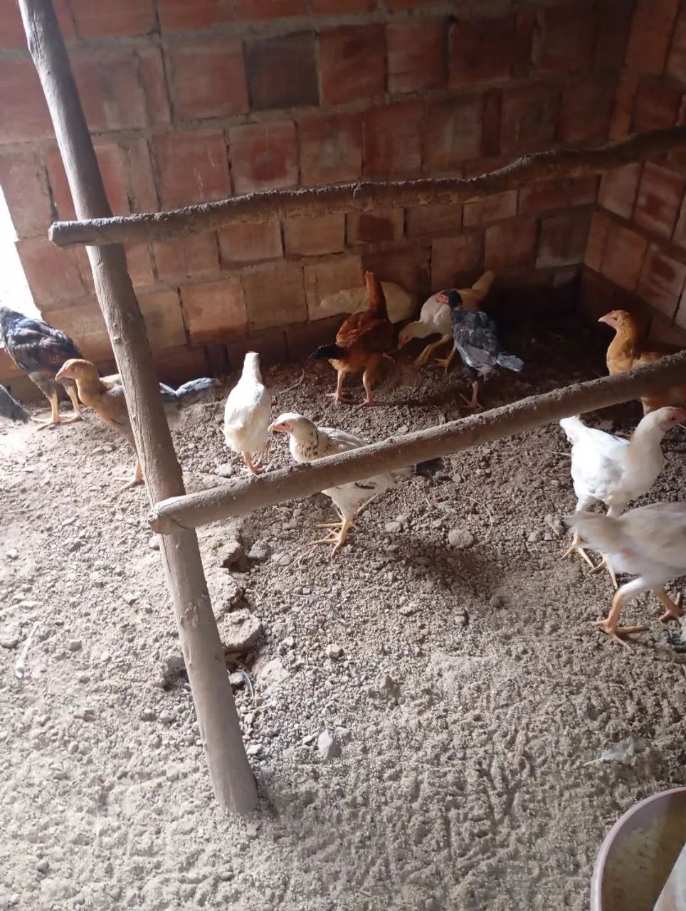Vendo galinhas caipira  - Foto 4