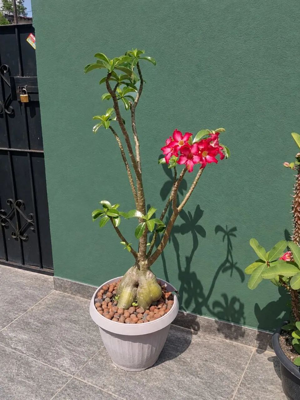 Rosa do Deserto 