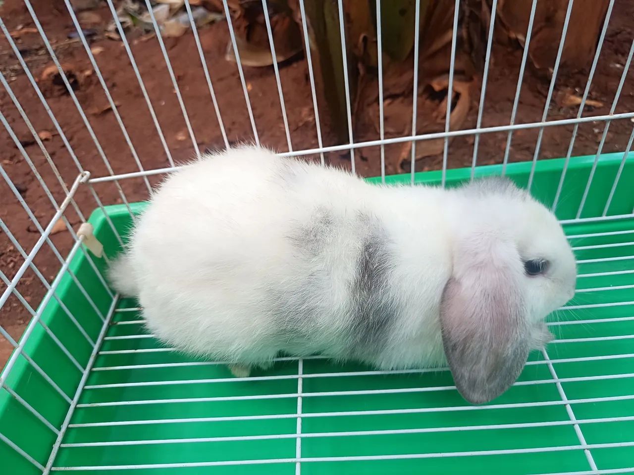 Coelha mini lop 