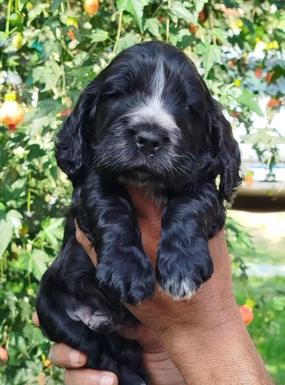 Cocker spaniel inglês  - Foto 5