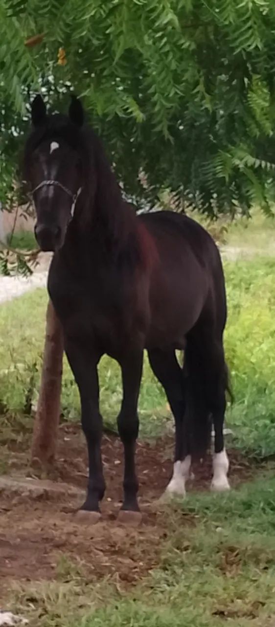 Cavalo  - Foto 4