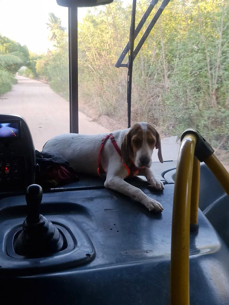Vendo beagle  - Foto 2