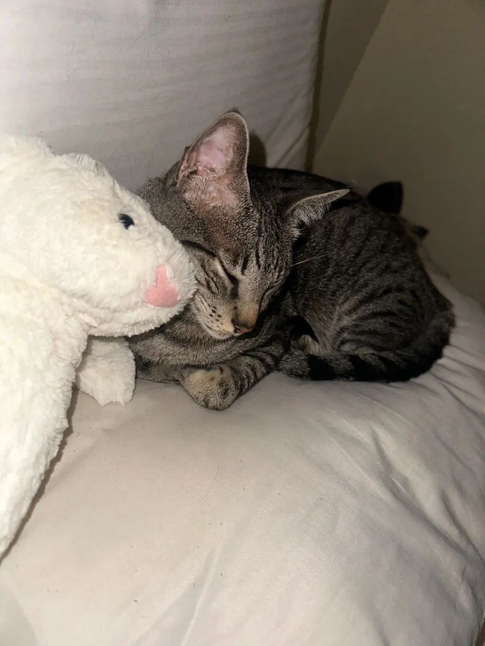 Doa-se gatinho? - Foto 3