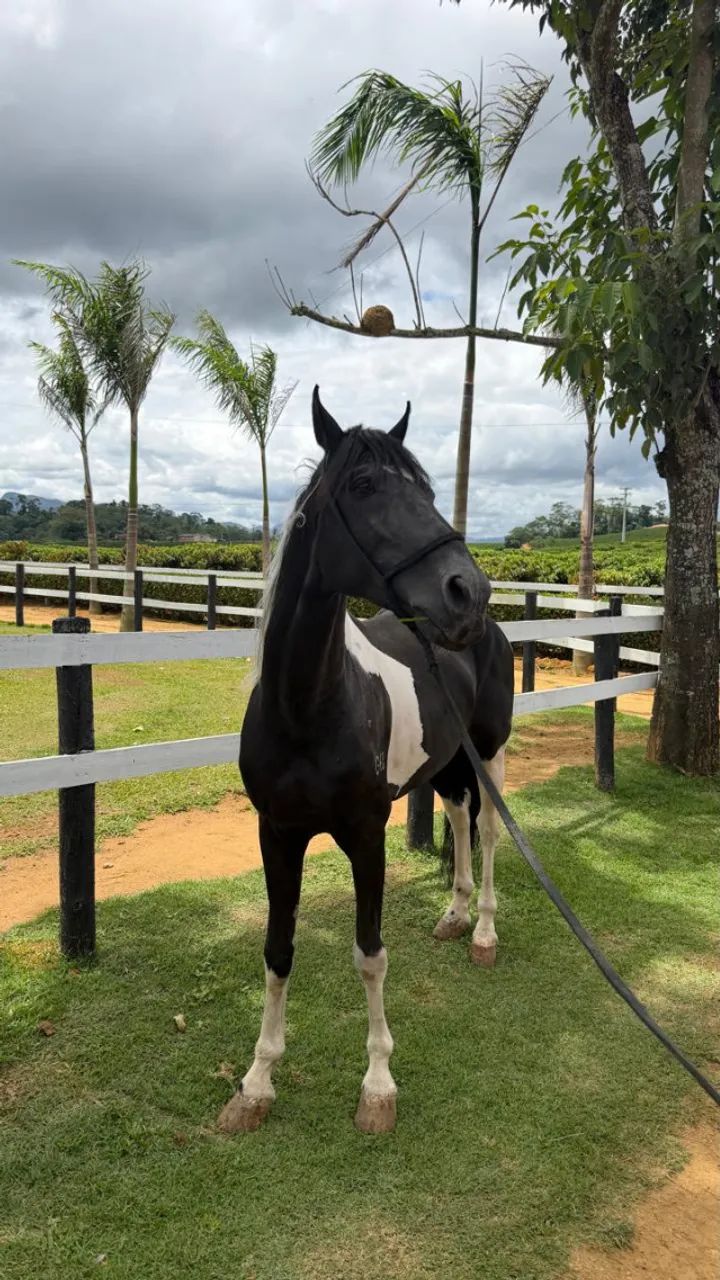 Cavalo Mangalarga Marchador Registrado - Foto 3