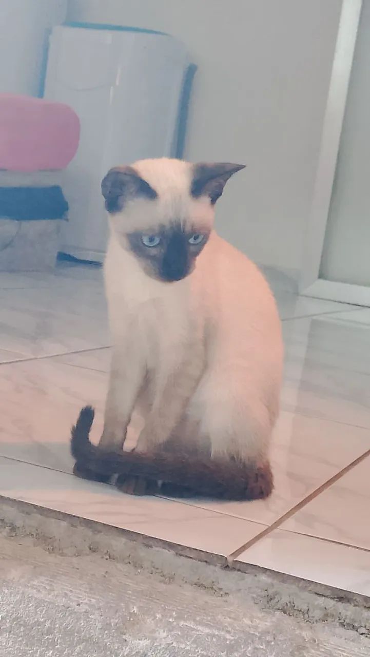 Adoção 