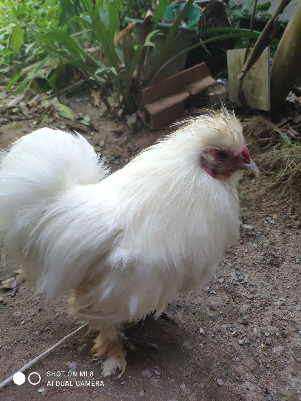 Galo sedoso R$90,00 - Foto 3