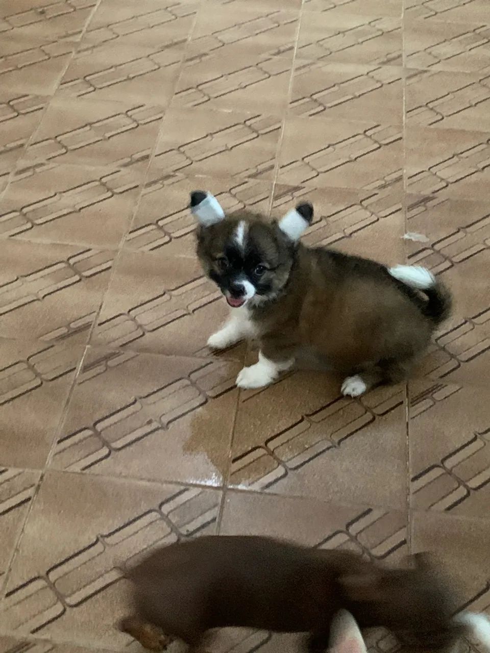 Chihuahua  - Foto 3