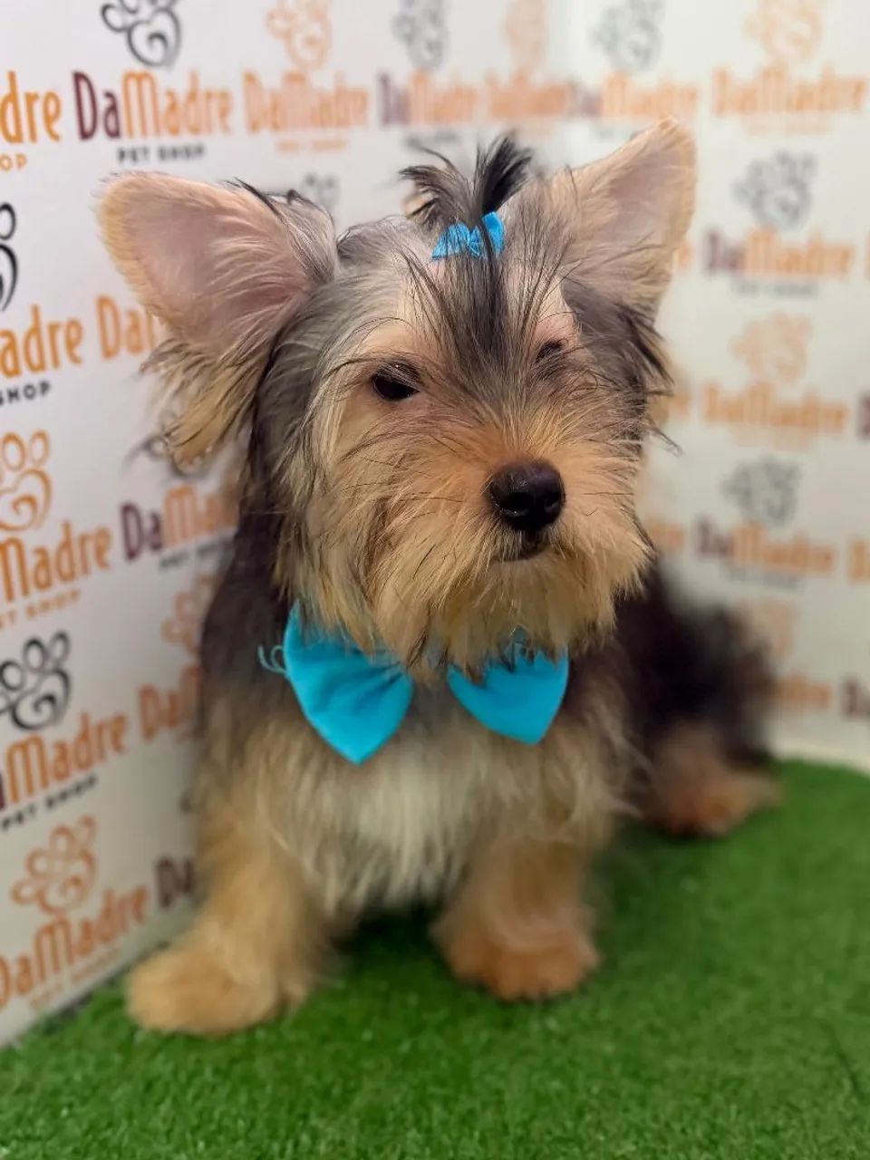 Yorkshire Terrier Macho  - Foto 3