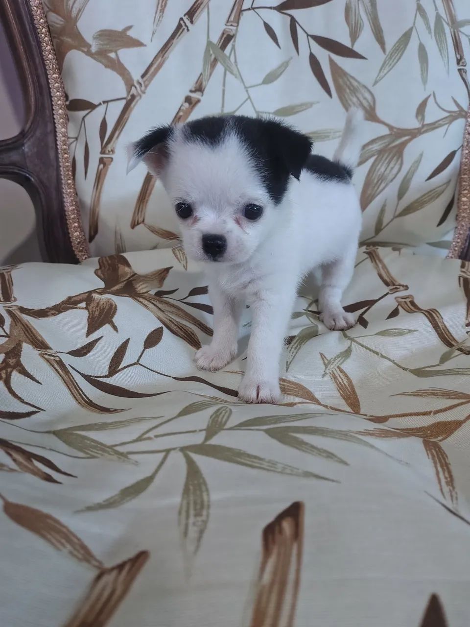 Chihuahua fêmea  - Foto 3