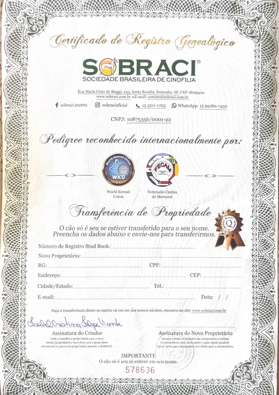 Cachorro Dachshund - Foto 2