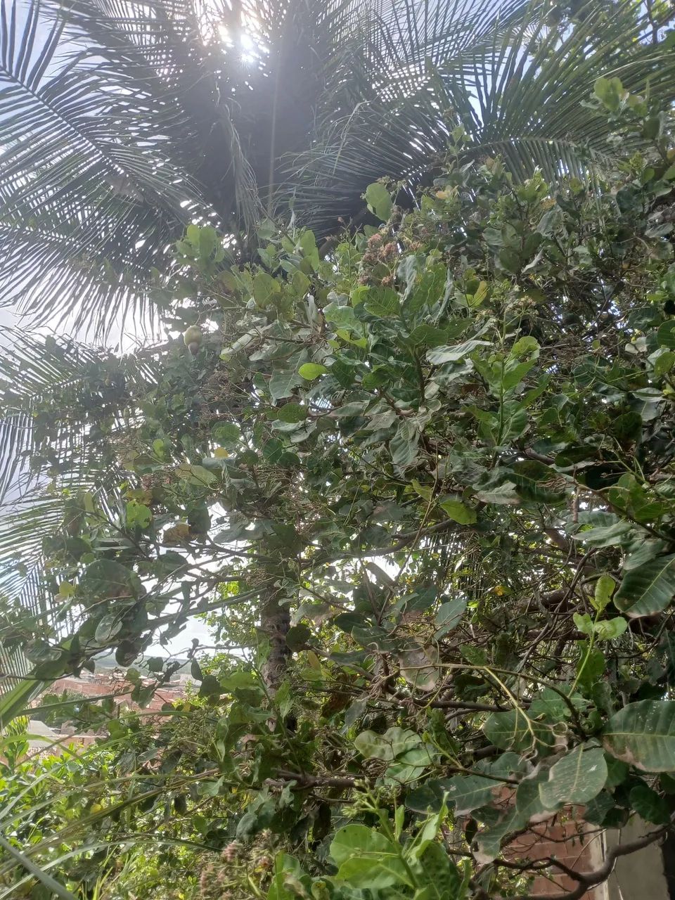 Sítio com 2 casinha pra o seu conforto  - Foto 2